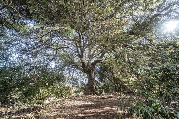 Flora e vegetazione del Salento: La Lecceta - Corriere Salentino
