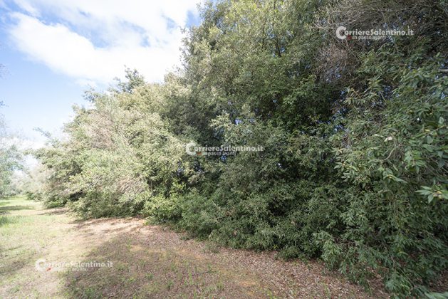 Flora e vegetazione del Salento: La Lecceta - Corriere Salentino