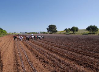 Domani a Ugento il workshop «Agricoltura integrata Il rispetto della terra per una sana alimentazione»
