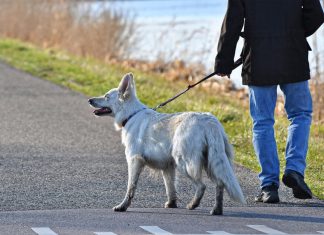 Cani guida per le persone disabili, da Lega Puglia un progetto di legge per finanziare e potenziare il servizio