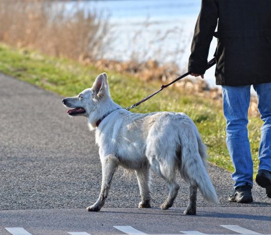 Cani guida per le persone disabili, da Lega Puglia un progetto di legge per finanziare e potenziare il servizio