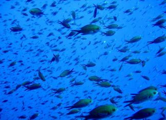 Nei mari del Salento: la castagnola