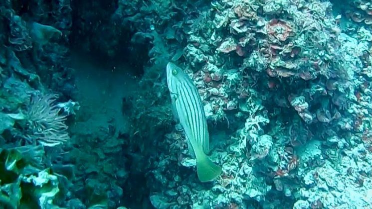 Nei mari del Salento: la cernia dorata - Corriere Salentino