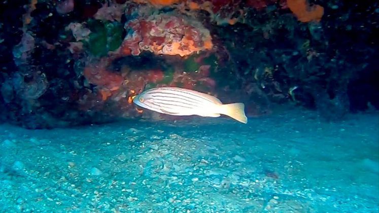 Nei mari del Salento: la cernia dorata - Corriere Salentino