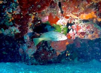 Nei mari del Salento: la cernia dorata
