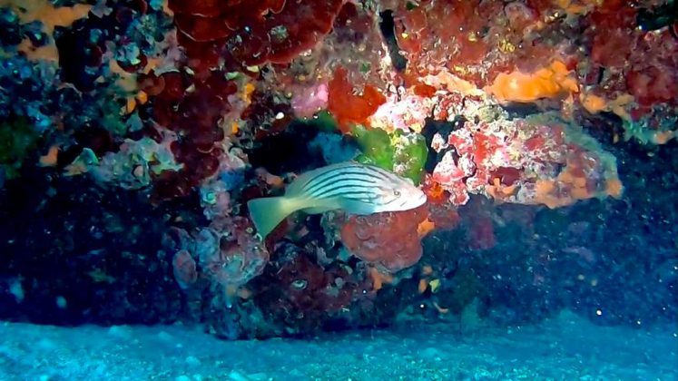 Nei mari del Salento: la cernia dorata - Corriere Salentino