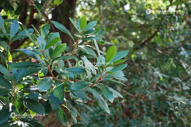 Flora e vegetazione del Salento: Il Corbezzolo - Corriere Salentino