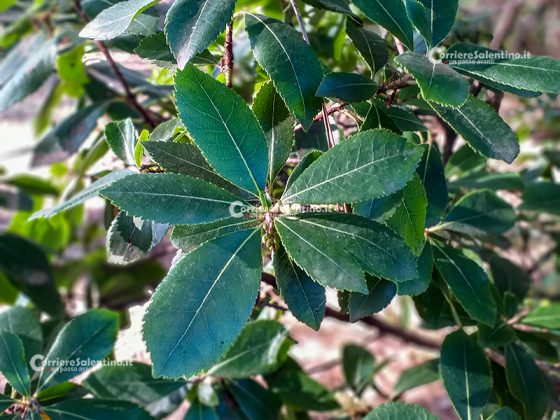 Flora e vegetazione del Salento: Il Corbezzolo - Corriere Salentino