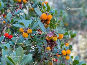 Flora e vegetazione del Salento: Il Corbezzolo - Corriere Salentino