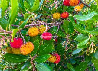 Flora e vegetazione del Salento: Il Corbezzolo