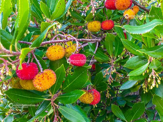 Flora e vegetazione del Salento: Il Corbezzolo - Corriere Salentino