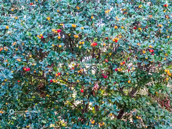 Flora e vegetazione del Salento: Il Corbezzolo - Corriere Salentino