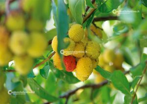Flora e vegetazione del Salento: Il Corbezzolo - Corriere Salentino