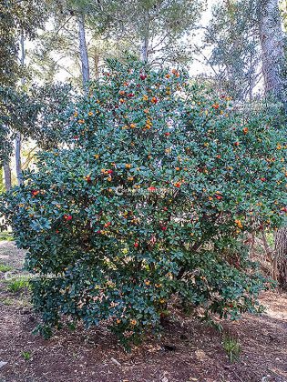 Flora e vegetazione del Salento: Il Corbezzolo - Corriere Salentino