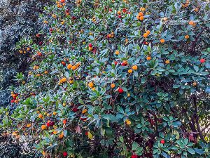 Flora e vegetazione del Salento: Il Corbezzolo - Corriere Salentino