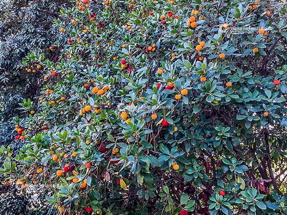 Flora e vegetazione del Salento: Il Corbezzolo - Corriere Salentino