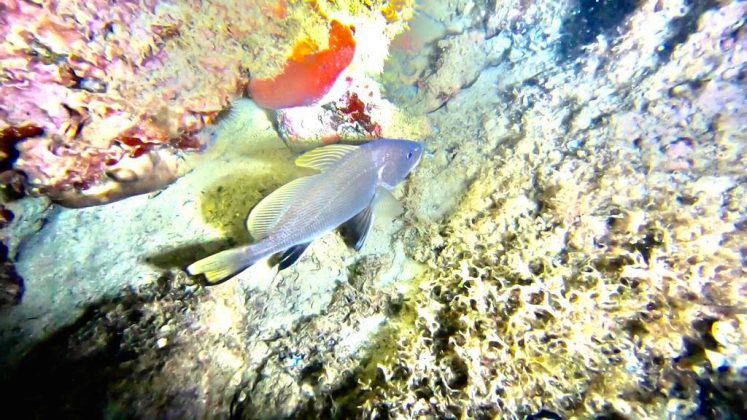 Nei mari del Salento: la corvina - Corriere Salentino