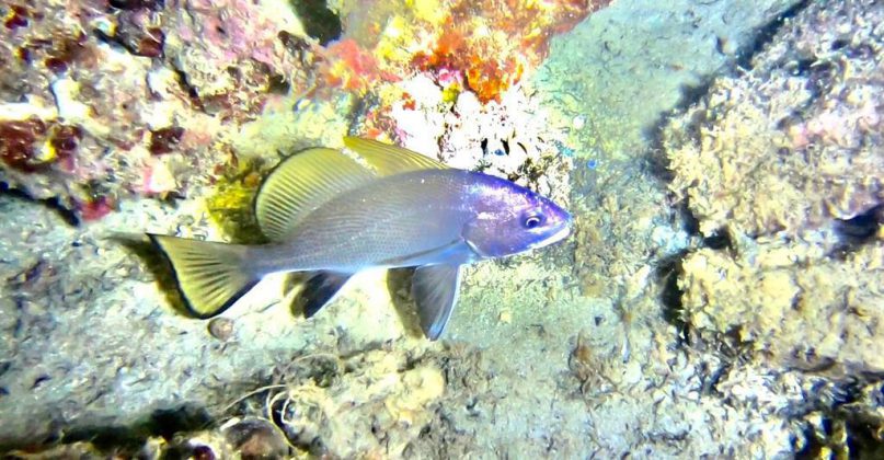 Nei mari del Salento: la corvina - Corriere Salentino