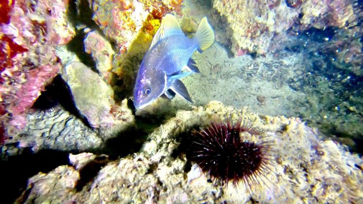 Nei mari del Salento: la corvina - Corriere Salentino