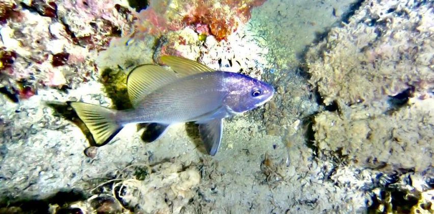 Nei mari del Salento: la corvina - Corriere Salentino