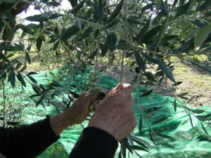 Al paese natìo, le olive sono quasi mature