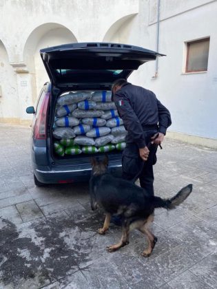 Dal Modenese al Salento con 76 chili di marijuana nel bagagliaio: fermato corriere - Corriere Salentino