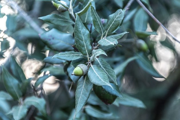 Flora e vegetazione del Salento: La Lecceta - Corriere Salentino