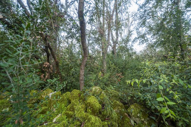 Flora e vegetazione del Salento: La Lecceta - Corriere Salentino