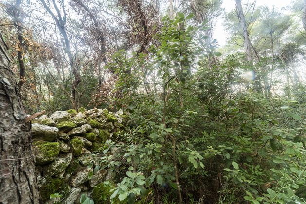 Flora e vegetazione del Salento: La Lecceta - Corriere Salentino