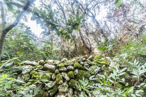 Flora e vegetazione del Salento: La Lecceta - Corriere Salentino