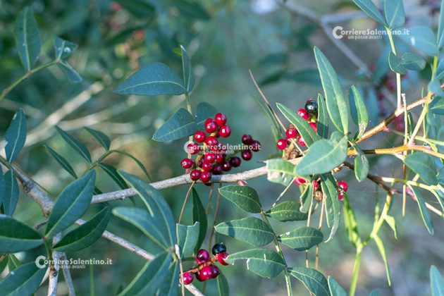 Flora e vegetazione del Salento: Il Lentisco - Corriere Salentino