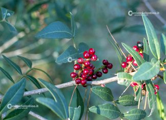 Flora e vegetazione del Salento: Il Lentisco