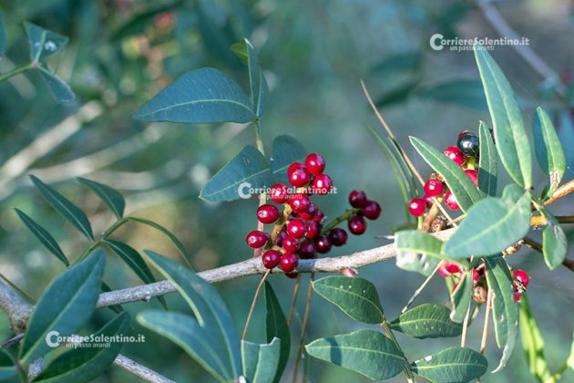 Flora e vegetazione del Salento: Il Lentisco - Corriere Salentino