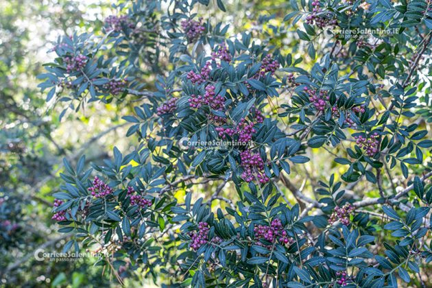 Flora e vegetazione del Salento: Il Lentisco - Corriere Salentino