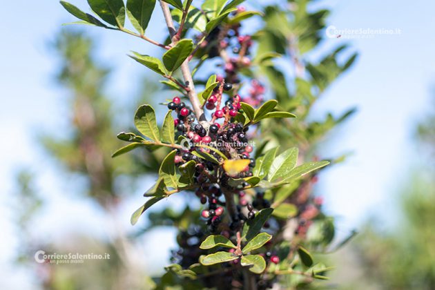 Flora e vegetazione del Salento: Il Lentisco - Corriere Salentino