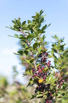 Flora e vegetazione del Salento: Il Lentisco - Corriere Salentino
