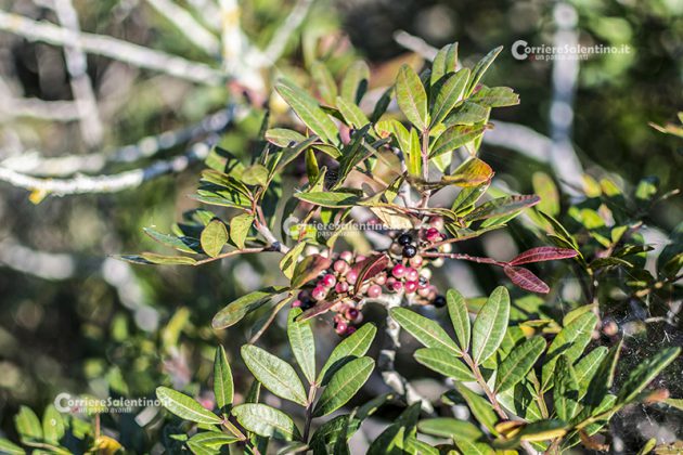 Flora e vegetazione del Salento: Il Lentisco - Corriere Salentino