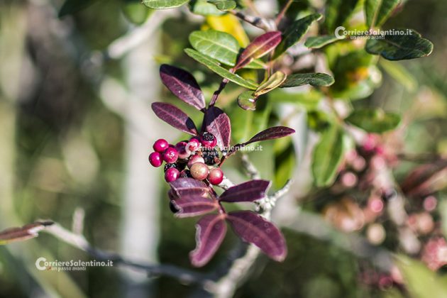 Flora e vegetazione del Salento: Il Lentisco - Corriere Salentino