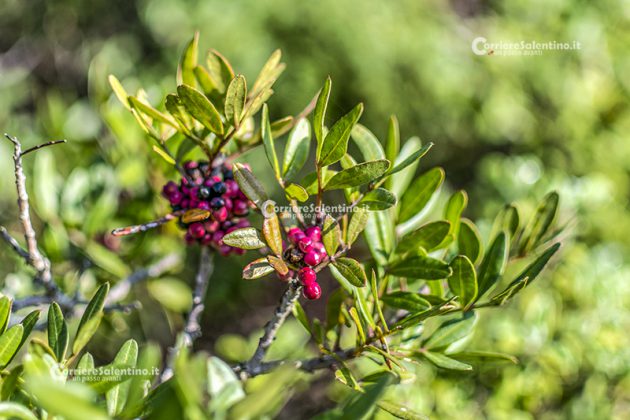 Flora e vegetazione del Salento: Il Lentisco - Corriere Salentino