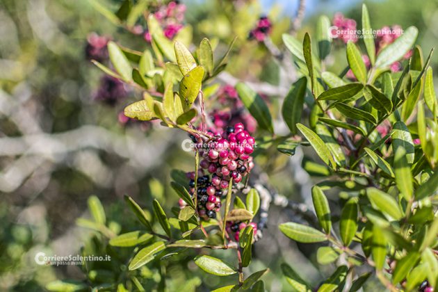 Flora e vegetazione del Salento: Il Lentisco - Corriere Salentino