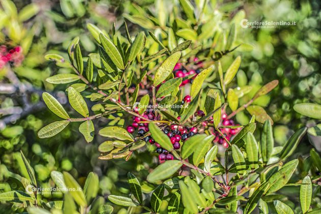 Flora e vegetazione del Salento: Il Lentisco - Corriere Salentino