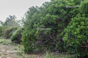 Flora e vegetazione del Salento: Il Lentisco - Corriere Salentino