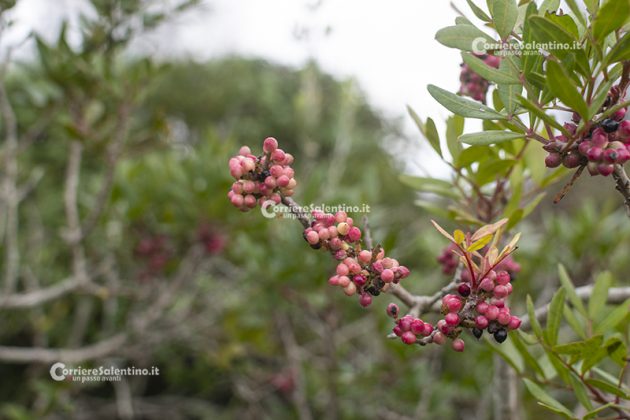 Flora e vegetazione del Salento: Il Lentisco - Corriere Salentino