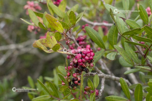 Flora e vegetazione del Salento: Il Lentisco - Corriere Salentino