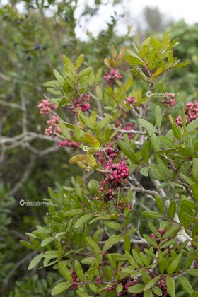 Flora e vegetazione del Salento: Il Lentisco - Corriere Salentino