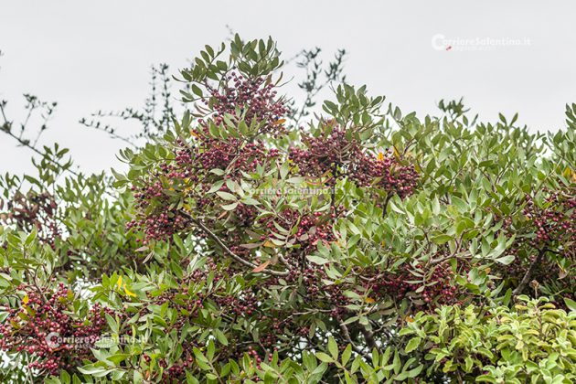 Flora e vegetazione del Salento: Il Lentisco - Corriere Salentino