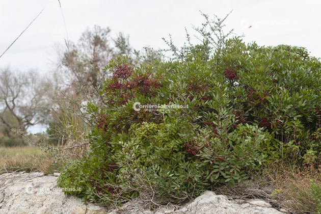 Flora e vegetazione del Salento: Il Lentisco - Corriere Salentino