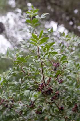 Flora e vegetazione del Salento: Il Lentisco - Corriere Salentino