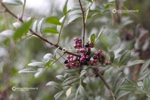 Flora e vegetazione del Salento: Il Lentisco - Corriere Salentino