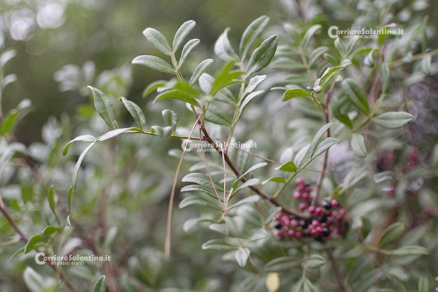 Flora e vegetazione del Salento: Il Lentisco - Corriere Salentino